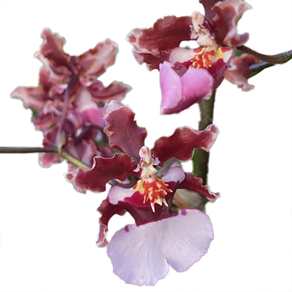 Ruth's Rainbow Over The Rainbow Orchid - Oncidium - 2" Pot - Collector Orchids - Image 2