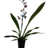 Ruth's Rainbow Over The Rainbow Orchid - Oncidium - 2" Pot - Collector Orchids