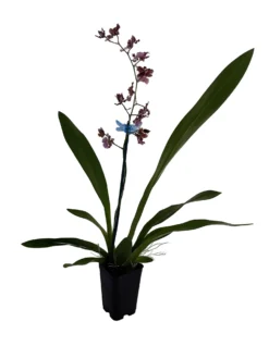 Ruth's Rainbow Over The Rainbow Orchid - Oncidium - 2" Pot - Collector Orchids