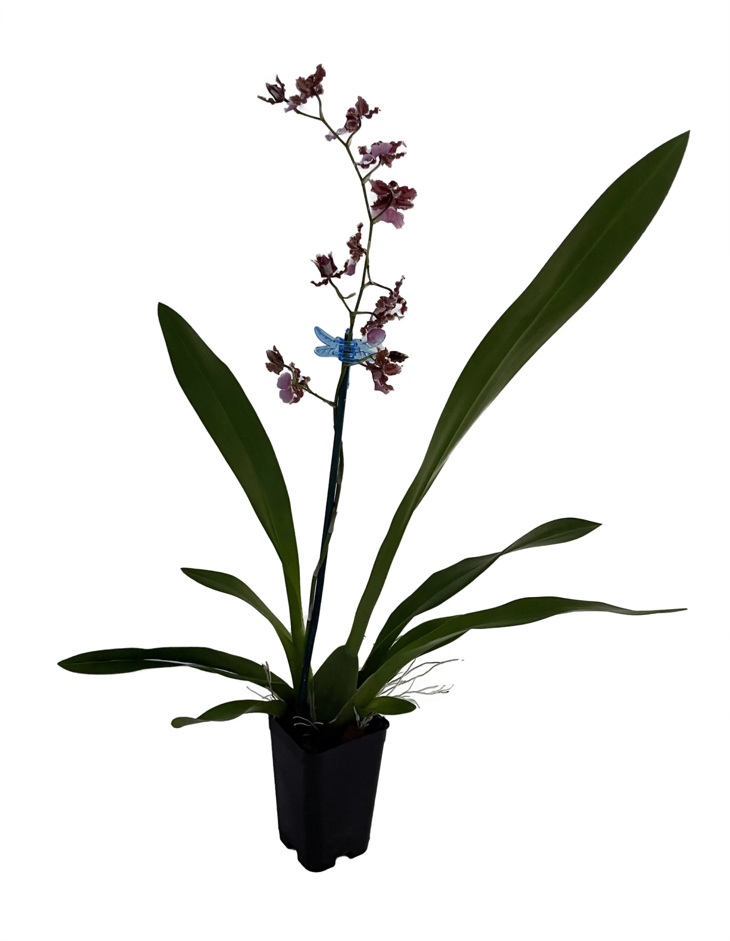 Ruth's Rainbow Over The Rainbow Orchid - Oncidium - 2" Pot - Collector Orchids