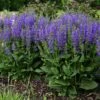 Midnight Model - Salvia Fashionista® - Meadow Sage - Quart Pot