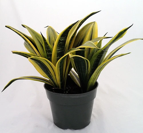 Gold Flame Snake Plant - Sanseveria - Almost Impossible To Kill - 6" Pot - Image 3