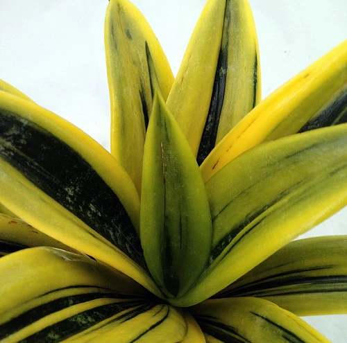 Gold Flame Snake Plant - Sanseveria - Almost Impossible To Kill - 6" Pot - Image 2