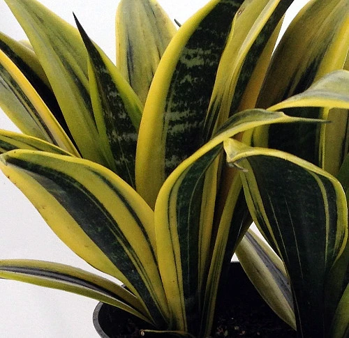 Gold Flame Snake Plant - Sanseveria - Almost Impossible To Kill - 6" Pot