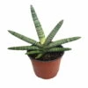 Rare Boncel Starfish Snake Plant -Sanseveria- Almost Impossible To Kill - 6" Pot