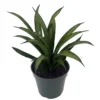 Rare Lilliput Snake Plant - Sansevieria Trifasciata Hybrid - 4" Pot
