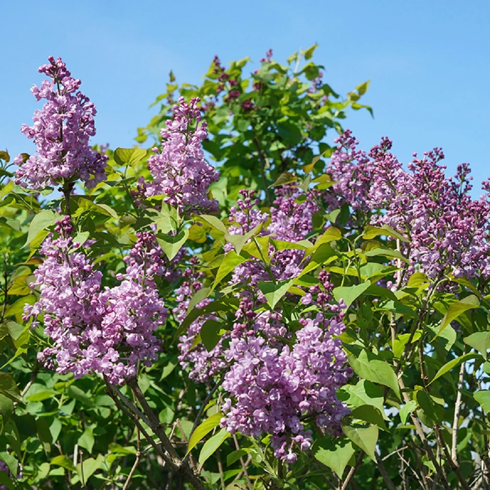 Scentara® Double Blue Lilac - 4" Pot - Syringa - Proven Winners - Image 2
