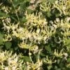 Scentsation Honeysuckle - Proven Winner - Lonicera - Very Fragrant - 4" Pot