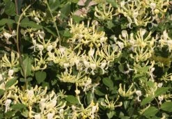 Scentsation Honeysuckle - Proven Winner - Lonicera - Very Fragrant - 4" Pot