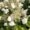 FLIRTY GIRL™ False Hydrangea - 4" Pot - Schizophragma - Proven Winners