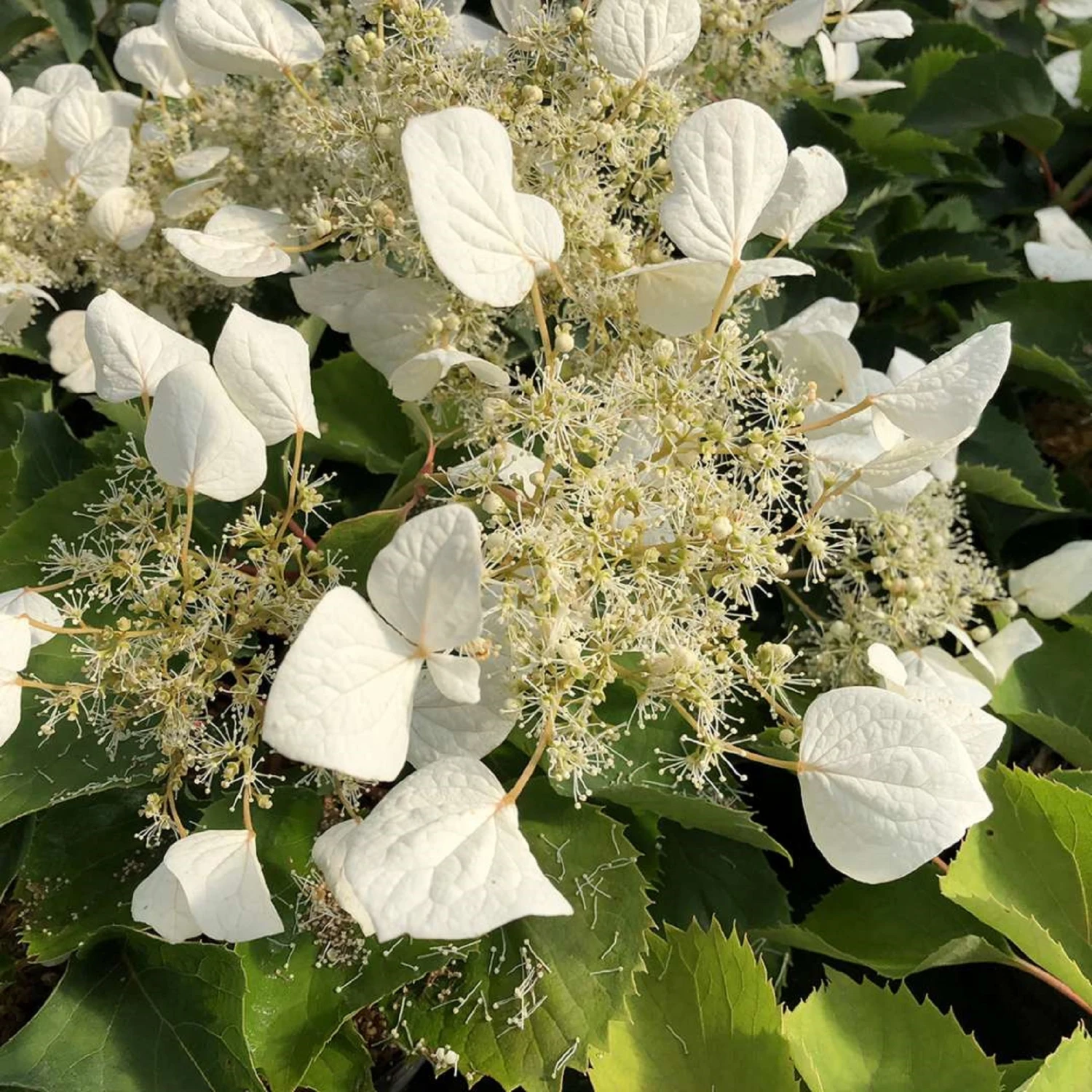 FLIRTY GIRLâ„¢ False Hydrangea - 4" Pot - Schizophragma - Proven Winners