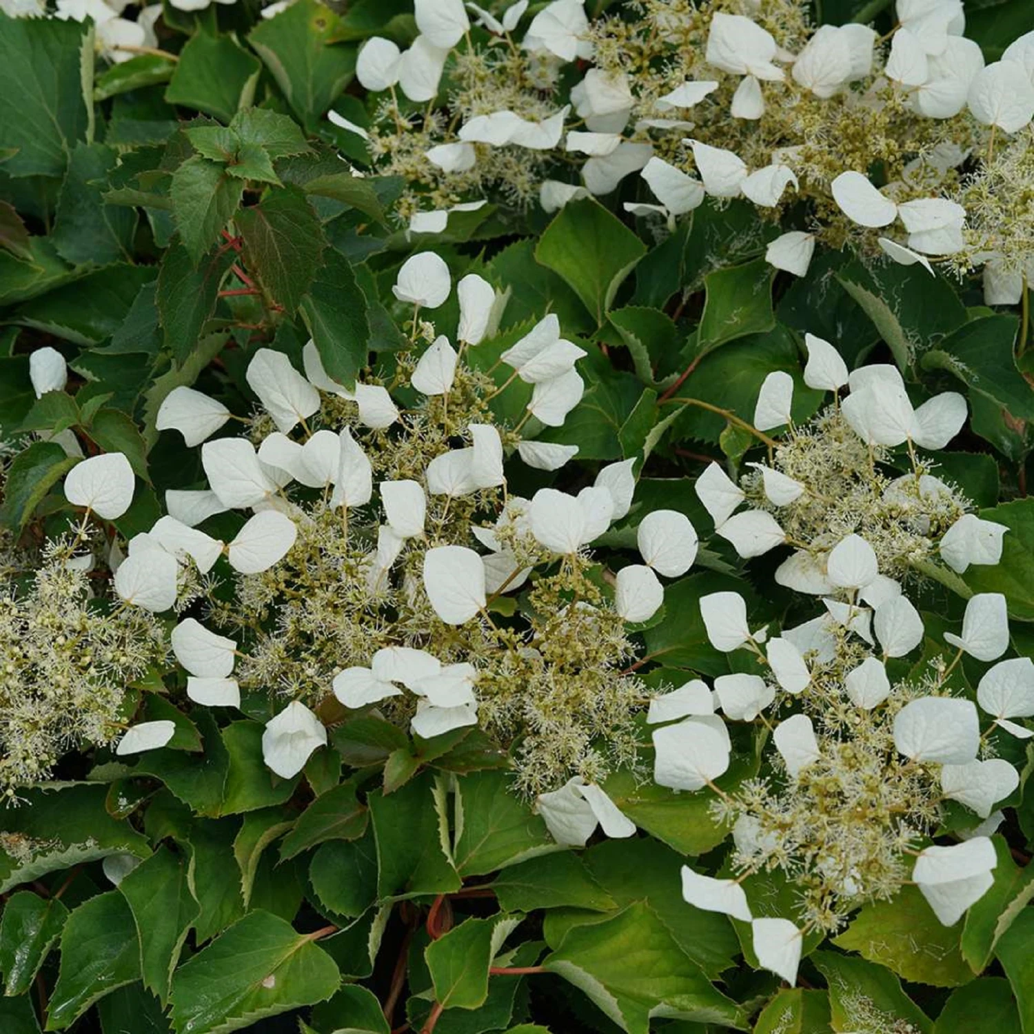 FLIRTY GIRLâ„¢ False Hydrangea - 4" Pot - Schizophragma - Proven Winners - Image 2