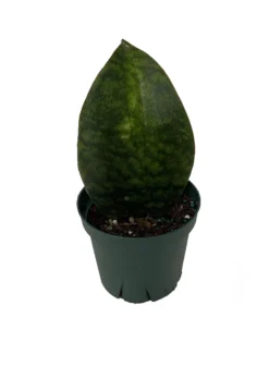 Shark Fin Snake Plant - Whale Fin - Sanseveria Masoniana - 4" Pot - Collector's