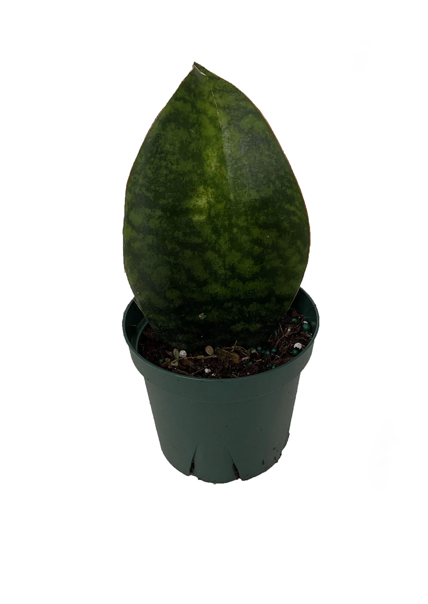 Shark Fin Snake Plant - Whale Fin - Sanseveria Masoniana - 4" Pot - Collector's