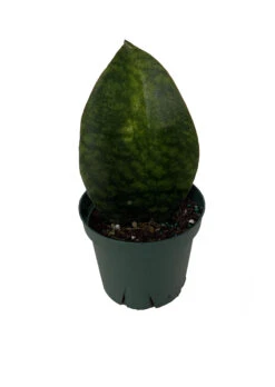 Shark Fin Snake Plant - Whale Fin - Sanseveria Masoniana - 5" Pot - Collector's