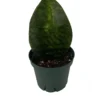 Shark Fin Snake Plant - Whale Fin - Sanseveria Masoniana - 5" Pot - Collector's