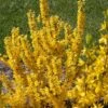 Show Off Starlet® Forsythia - Compact - Hardy - Proven Winners - 4" Pot