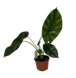 Quilted Dream Elephant Ear - Mirror Face - Alocasia Sinuata - 4" Pot