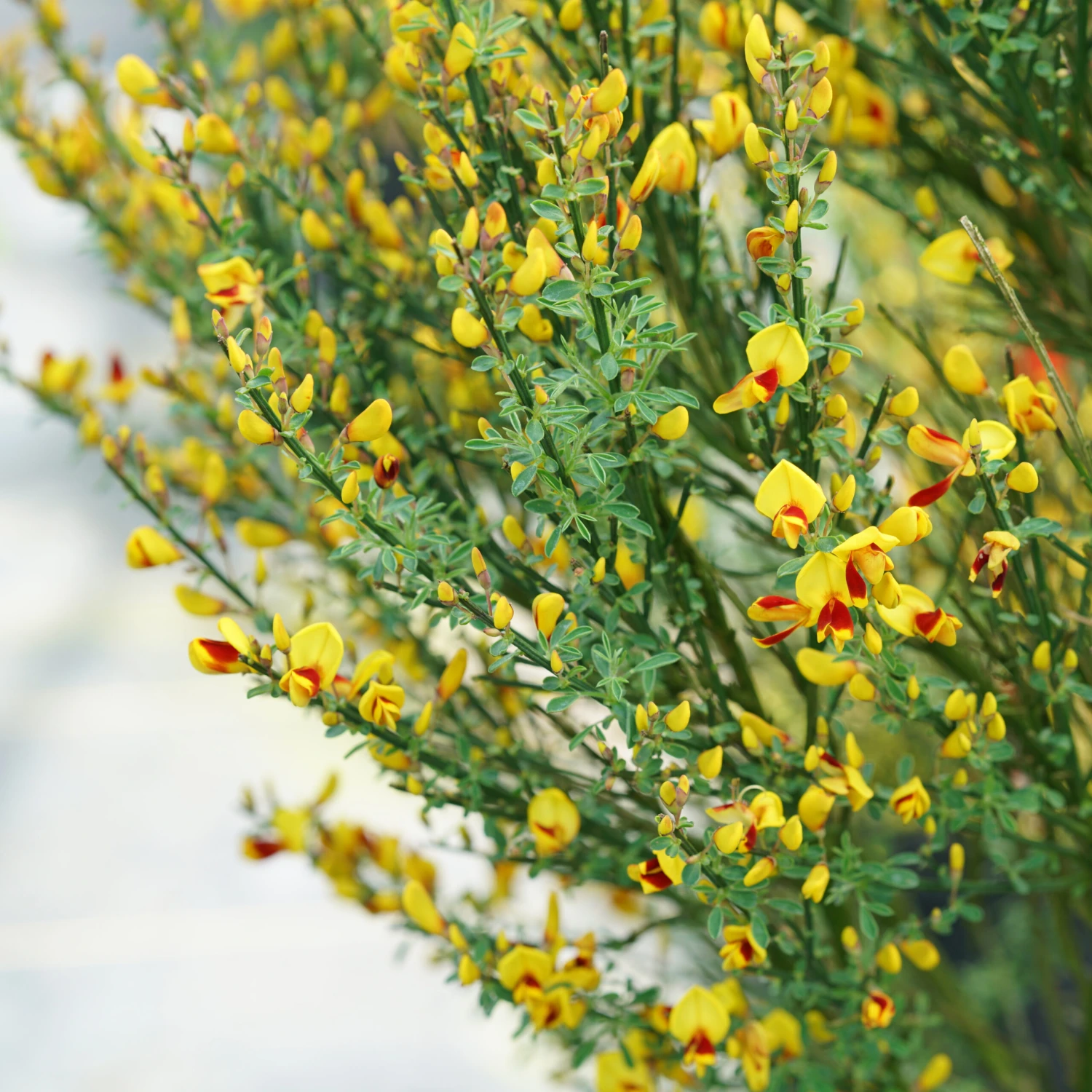 Sister Disco® Scotch Broom - 4" Pot - Cytisus - Proven Winners - Image 2