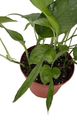 Skeleton Key Epipremnum Pinnatum - 4" Pot - Collector's Series