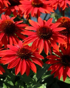 Sombrero™ Sangrita Coneflower Perennial - Echinacea - Gallon Pot