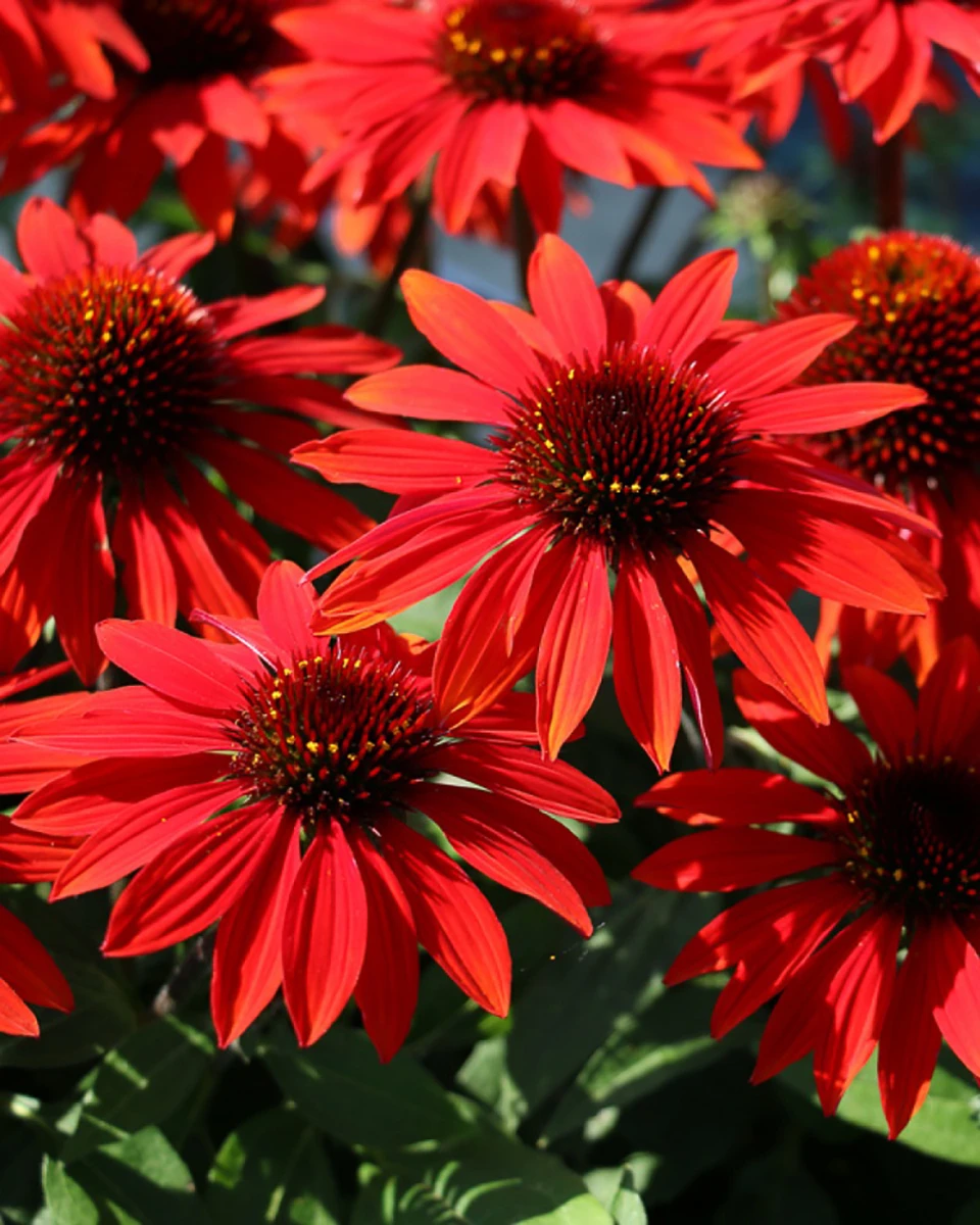 Sombrero™ Sangrita Coneflower Perennial - Echinacea - Gallon Pot