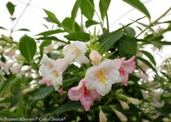 Pearl Sonic Bloom® Weigela - Everblooming - Proven Winners - 4" Pot