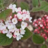 SPICE GIRL® Korean Spice Viburnum - 4" Pot - Proven Winners