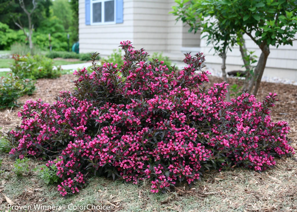 Spilled Wine® Weigela - Red Leaves, Magenta Flowers - Proven Winners - 4" Pot - Image 2