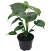 Hirt's® Split Leaf Philodendron 6" Pot - Monstera - Edible Fruit Pineapple Taste