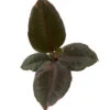 Hirt's Strawberry & Cream Ruby Rubber Tree Plant - Ficus - 4" Pot