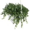 String Of Tears/Beads - Senecio Radicans - 6" Hanging Basket