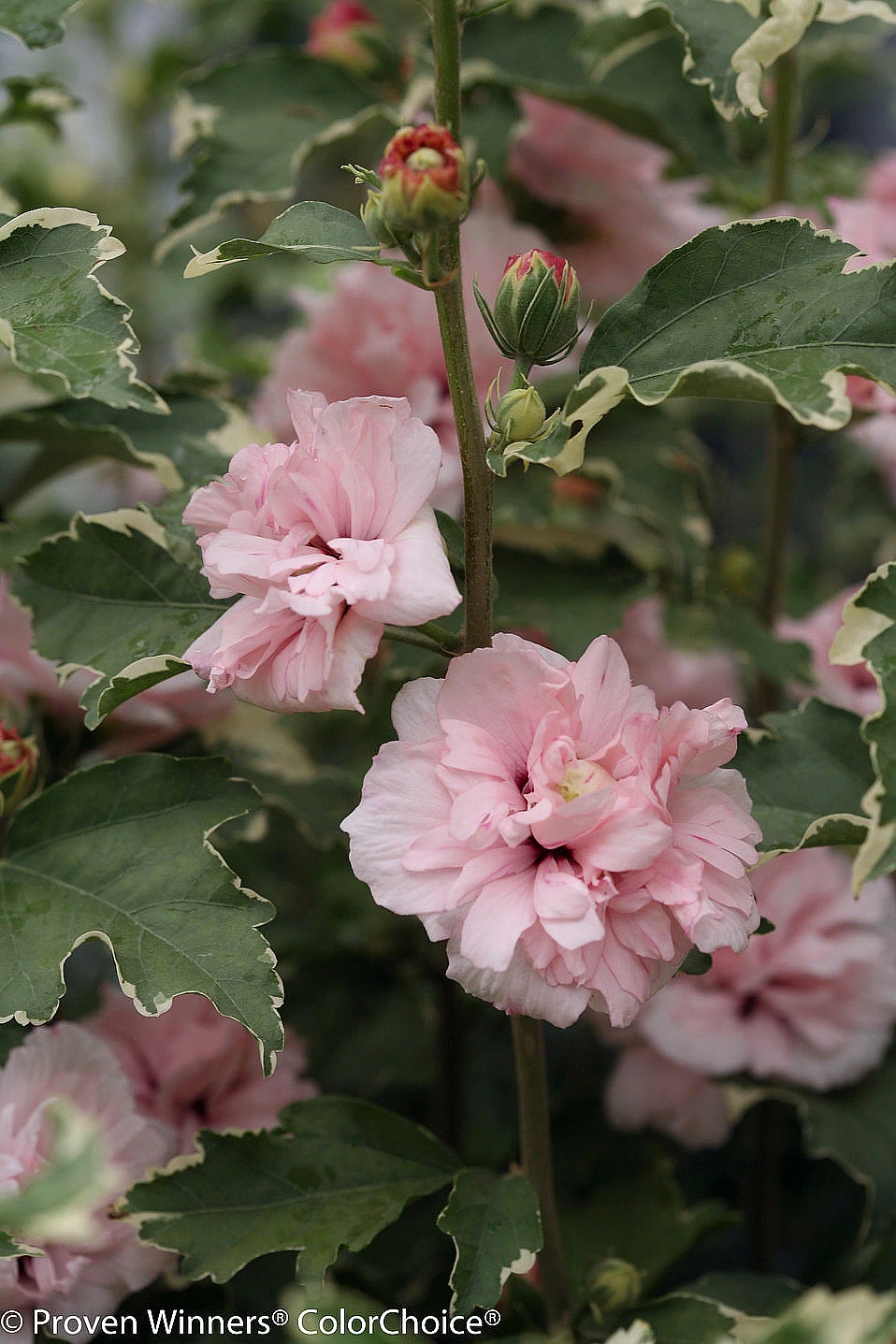Sugar Tip® Hibiscus Rose Of Sharon - Creamy/White Tips - Proven Winners - 4" Pot - Image 2