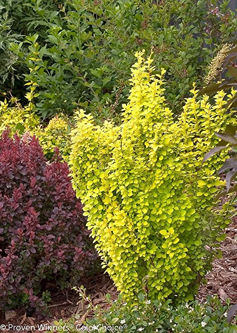 SUNJOY GOLD PILLAR® Berberis - Outside Or Bonsai - Proven Winners - 4" Pot - Image 2