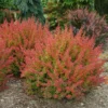 SUNJOY® TANGELO™ Berberis Thunbergii- Outside Or Bonsai - Proven Winners - 4" Pot