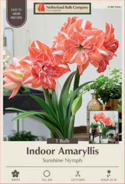 Sunshine Nymph Amaryllis Bulb - 32/34cm Bulb - NEW