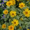 Sunstruck Heliopsis Perennial Plant - False Sunflower - Gallon Pot