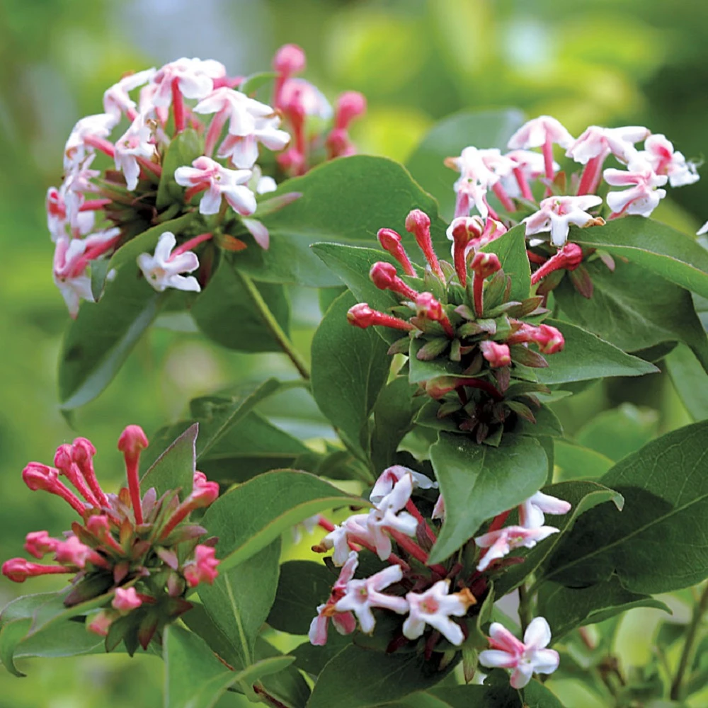 SWEET EMOTIONĀ® Abelia - 4" Pot - Proven Winners