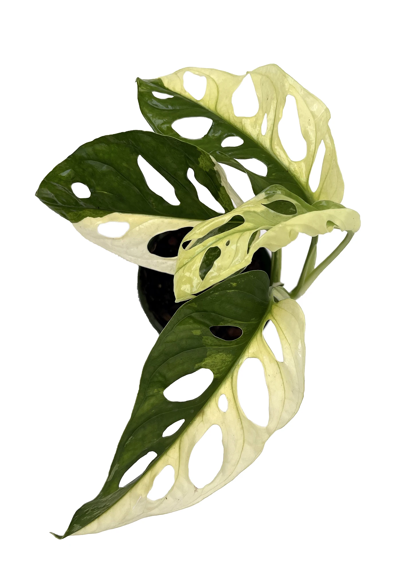 Exotic Variegated Swiss Cheese Plant - Monstera Adansonii Var - 4" Pot - Image 4