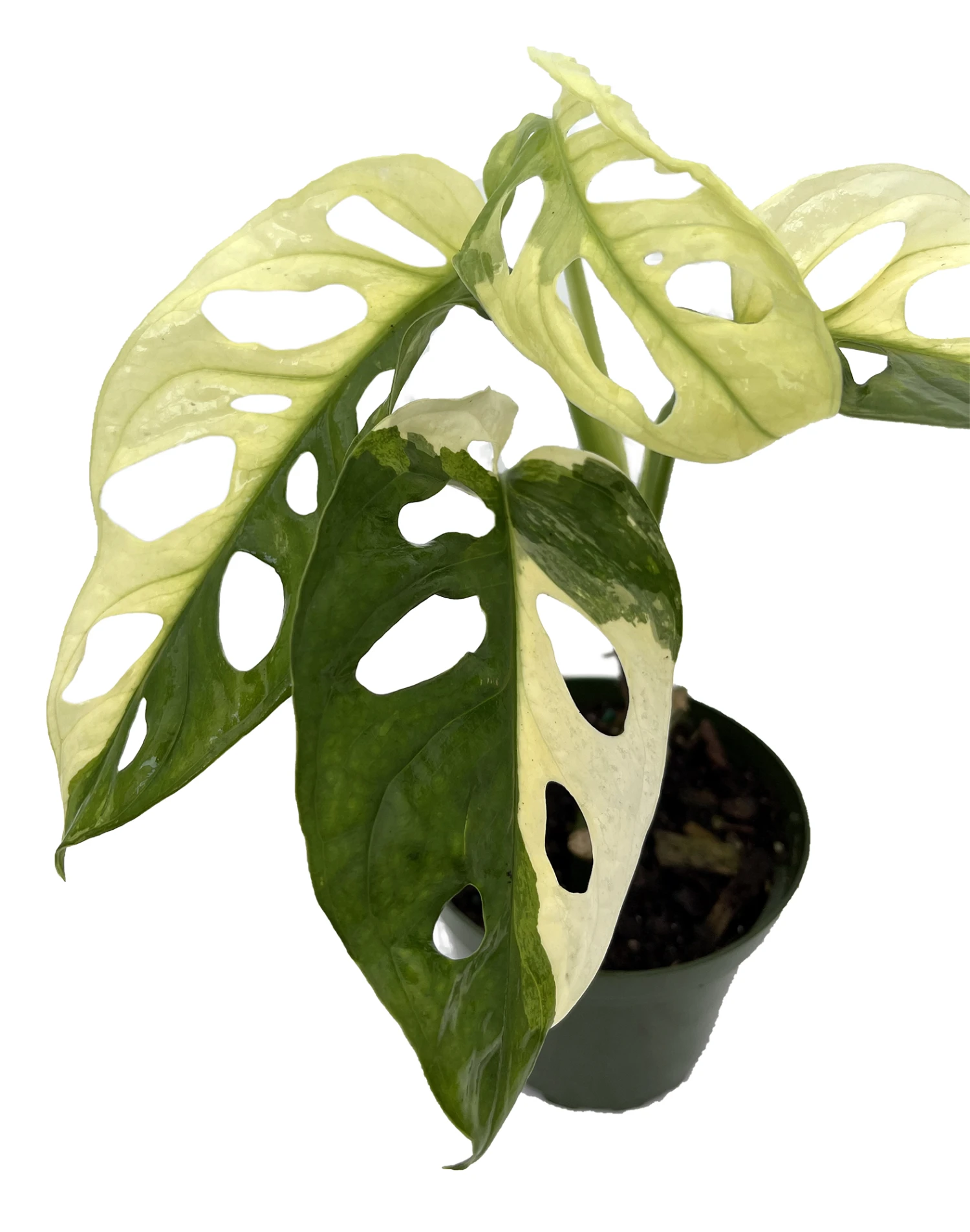 Exotic Variegated Swiss Cheese Plant - Monstera Adansonii Var - 4" Pot