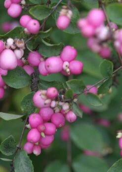Proud Berry® Coral Berry - 4" Pot - Symphoricarpos - Proven Winners