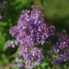Scentara Pura® Lilac - Syringa X Hyacinthiflora - 4" Pot - Proven Winners