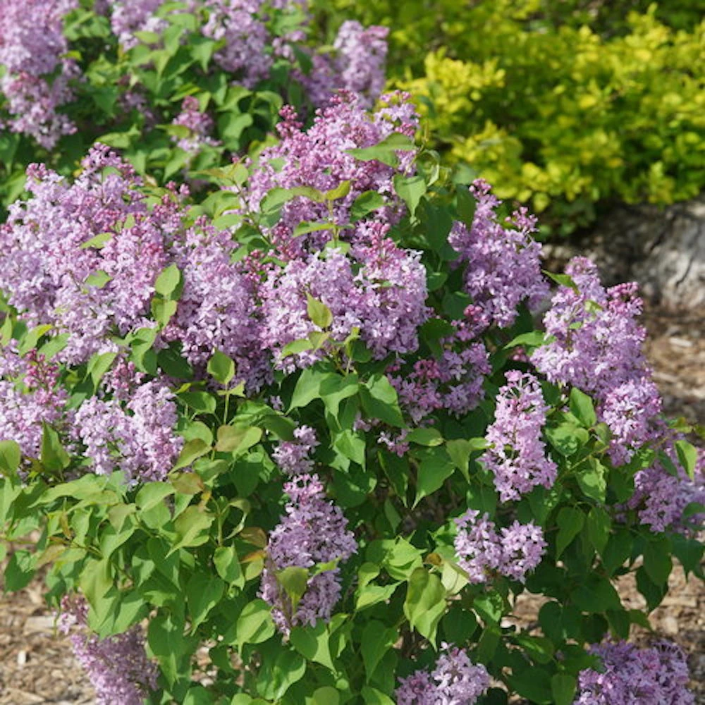 Scentara Pura® Lilac - Syringa X Hyacinthiflora - 4" Pot - Proven Winners - Image 2