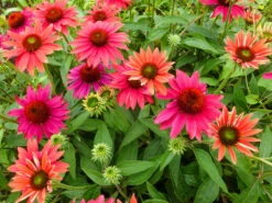 Sombrero® Tres Amigos Coneflower Perennial - Echinacea - Gallon Pot