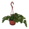 Tiny Pink Begonia Plant - 4" Mini Hanging Basket - Easy To Grow House Plant