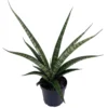 Tiger Snake Plant - Sanseveria Hybrid - 4" Pot