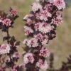 TINY WINE® Ninebark Perennial Shrub - Physocarpus - Proven Winners - 4" Pot