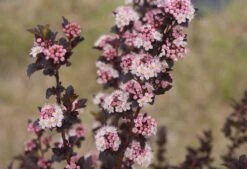 TINY WINE® Ninebark Perennial Shrub - Physocarpus - Proven Winners - 4" Pot