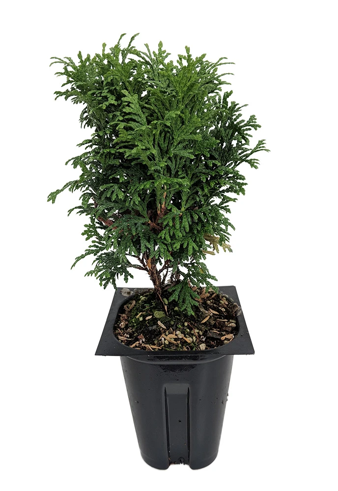 Tater Tot® Arborvitae - 4" Pot - Thuja - Proven Winners - Image 2