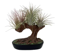 Tree Of Air Sculpture With Multiple Live Tillandsia Air Plant